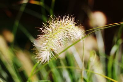 Close-up of flower