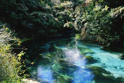 Scenic view of waterfall in forest