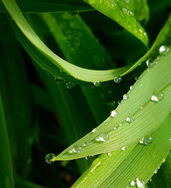 Close-up of raindrops on green leaves