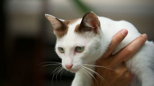 Close-up of hand holding cat