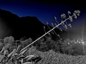 Plants growing on land against sky at night