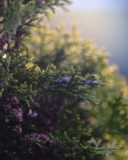 Close-up of purple flowers on tree