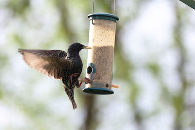 Close-up of starling perching on feeder
