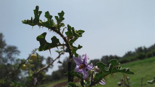 Close-up of flowering plant against clear sky