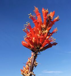 Low angle view of flowering plant against blue sky