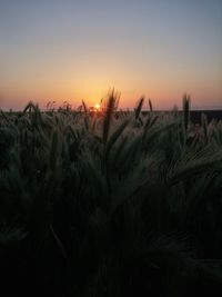 Plants growing on field at sunset