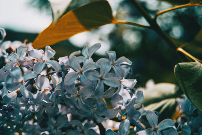 Close-up of white flowering plant leaves