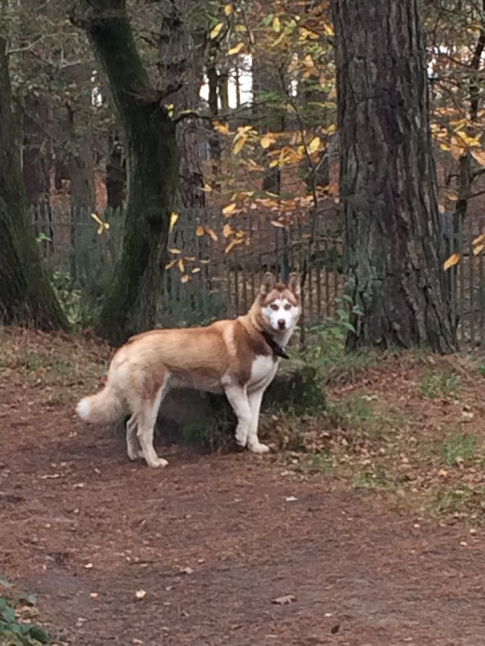 VIEW OF A DOG ON TREE TRUNK
