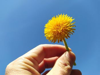 Close-up of hand holding yellow flower