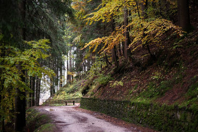 Road amidst trees in forest