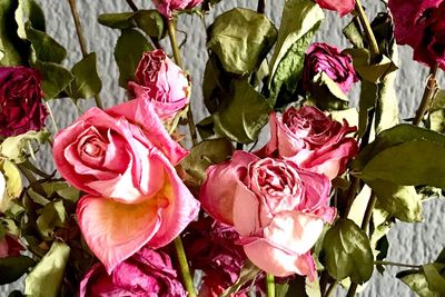 Close-up of pink roses