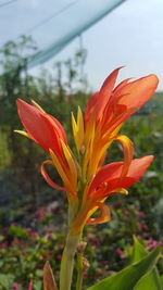 Close-up of red flower