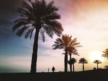 Silhouette tree on beach against sky during sunset