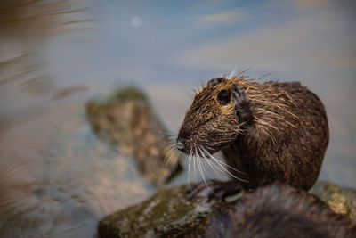 Close-up of squirrel on a lake