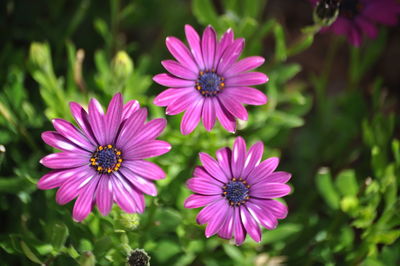 Close-up of pink flower