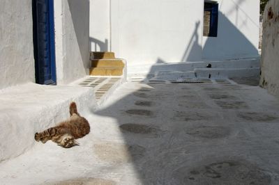 Cat living in mykonos town