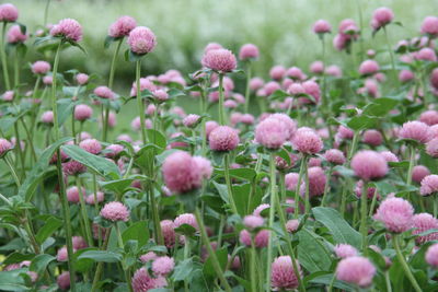 Close-up of pink flowering plants on field