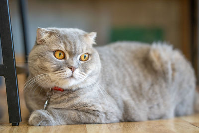 Close-up portrait of a cat