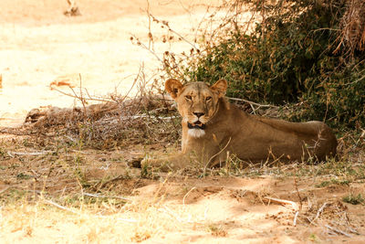 Lioness resting on field against plants