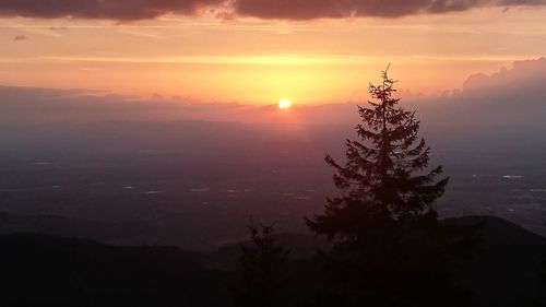 Tree against sky during sunset