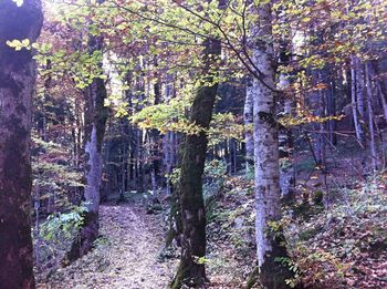 View of trees in forest