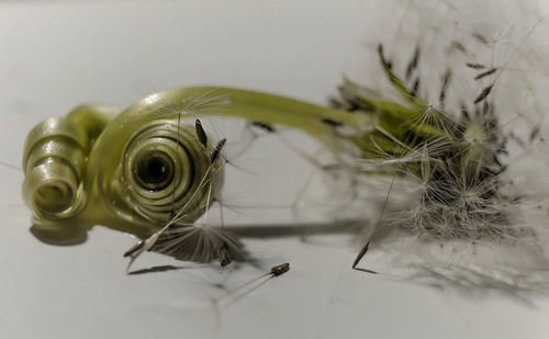 Close-up of bug on plant over white background