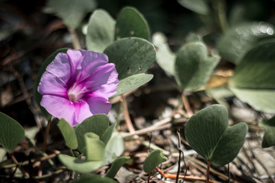 Close-up of pink flowering plant