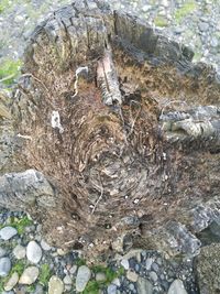 Close-up of lizard on tree trunk