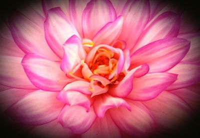 Close-up of pink flowers