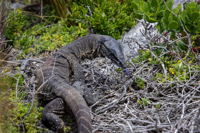 Close-up of lace monitor sticking out the tongue, kangaroo island