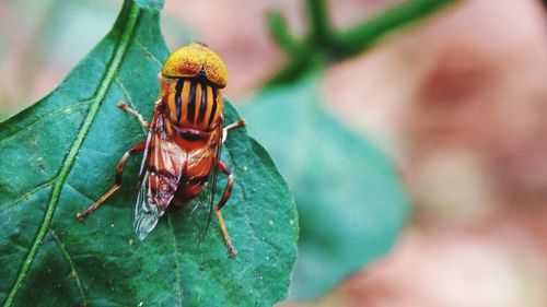 Close-up of fly on leaf