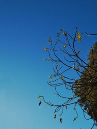 Low angle view of tree against clear blue sky