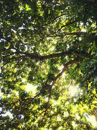 Low angle view of trees in forest