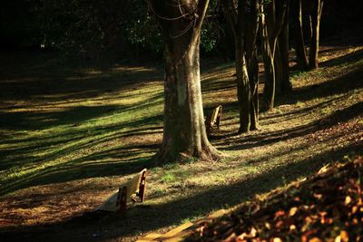 View of trees in forest