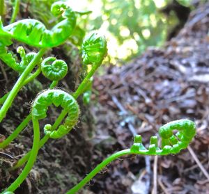 Close-up of plant