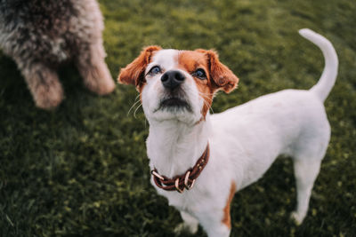 Portrait of a dog on field