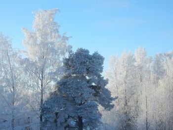 Low angle view of trees against blue sky