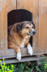 pet