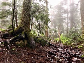 Trees in forest