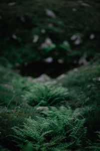 Close-up of moss growing on field