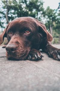 Close-up of dog resting on footpath