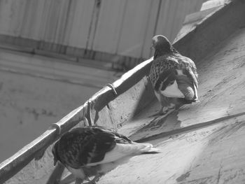 High angle view of bird perching on wood