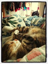 Cat sleeping on tiled floor