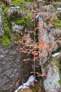 Trees growing by river in forest