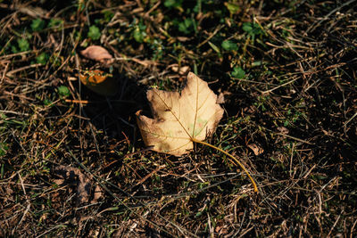 High angle view of dry leaf on grass