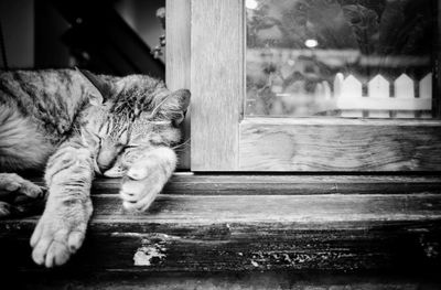 Close-up of cat sleeping on window sill