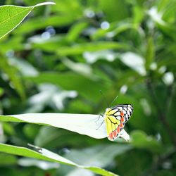 Close-up of butterfly on leaf