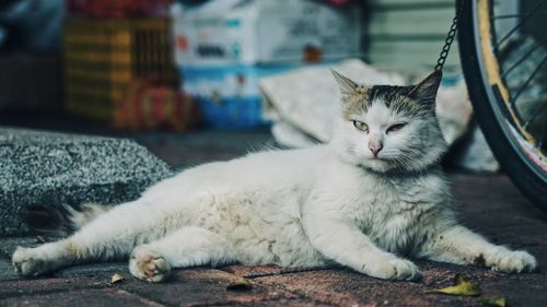 Portrait of cat sitting on footpath