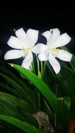 Close-up of white flowers