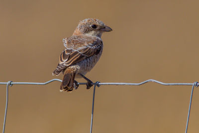 Close-up of bird perching on metal